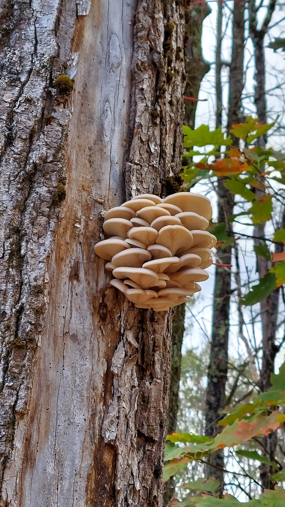 Common Oysters