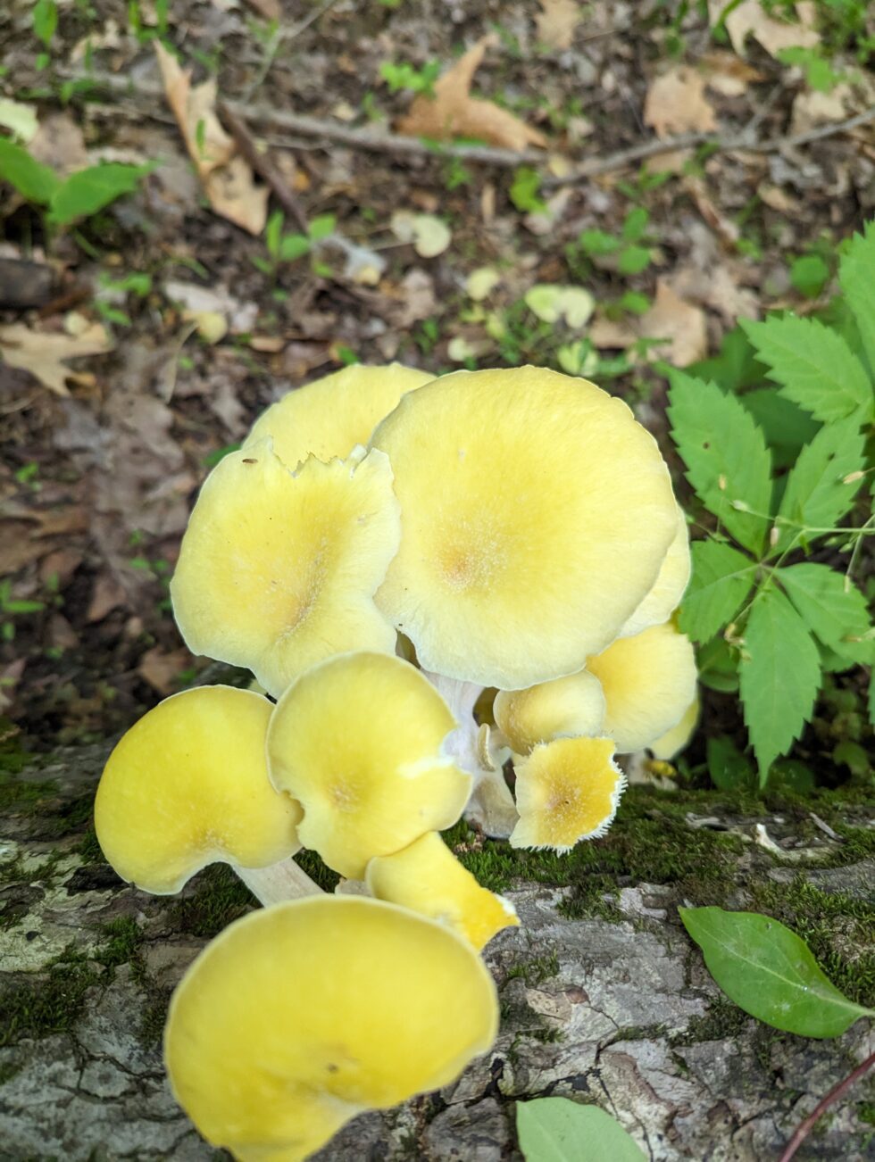 Yellow Oysters